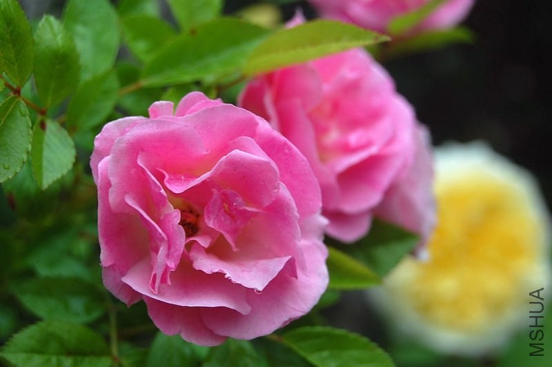 DSC_00150015.JPG