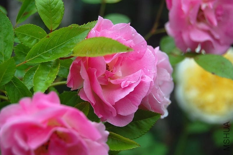 DSC_00160016.JPG