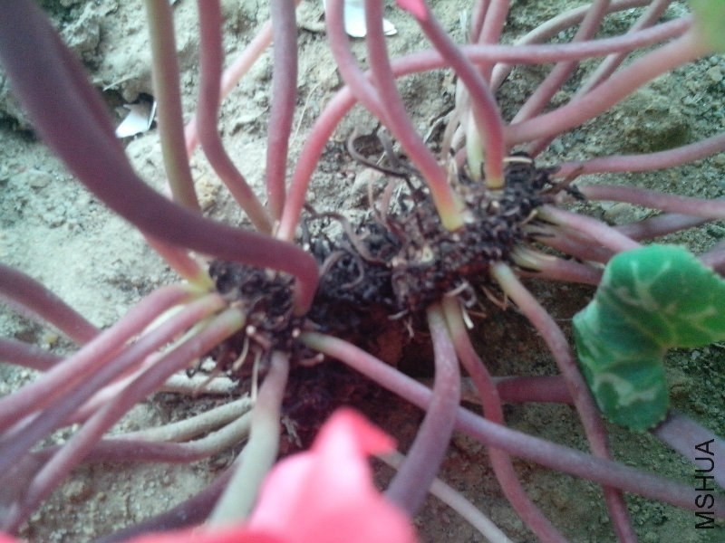 û����Ҷ�ļ���