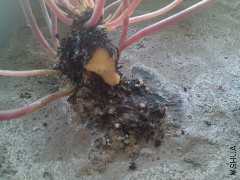 ����¶�����������