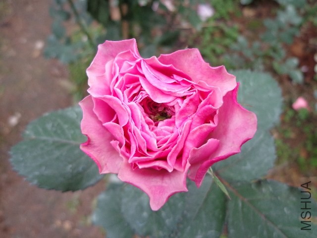 DSC02137.JPG