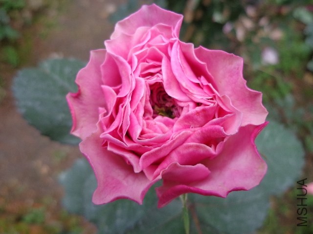 DSC02138.JPG
