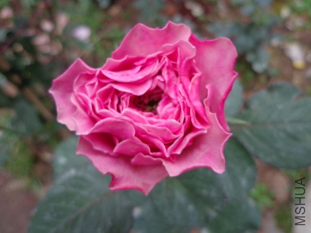 DSC02139.JPG