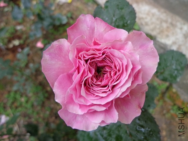 DSC02234.JPG