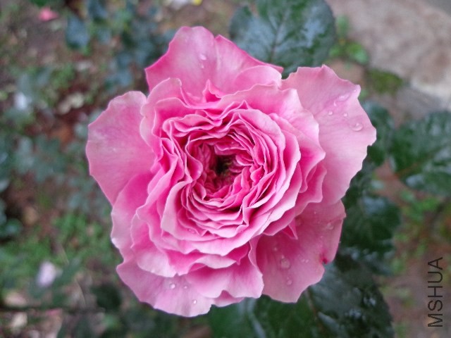 DSC02272.JPG