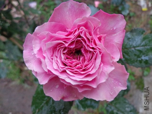 DSC02271.JPG