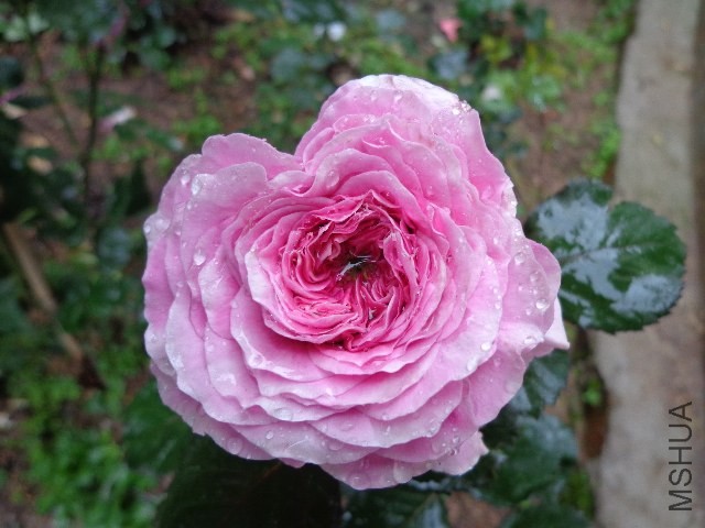 DSC02291.JPG