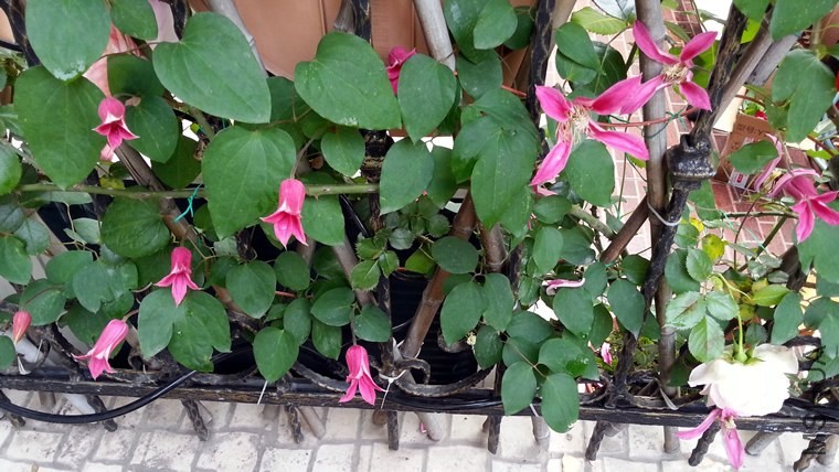 ��������**����20140515B.jpg