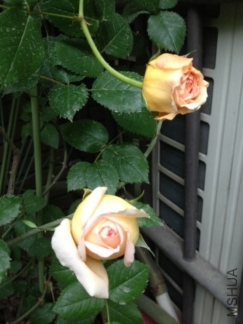 ����������