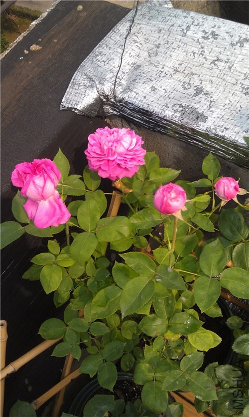 IMAG0201_����.jpg
