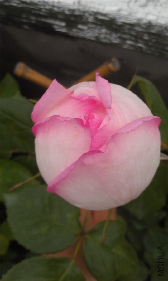 IMAG0177.jpg