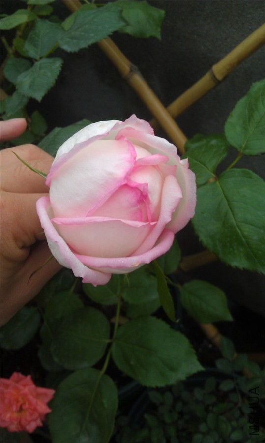 IMAG0179.jpg