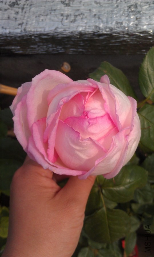 IMAG0202.jpg