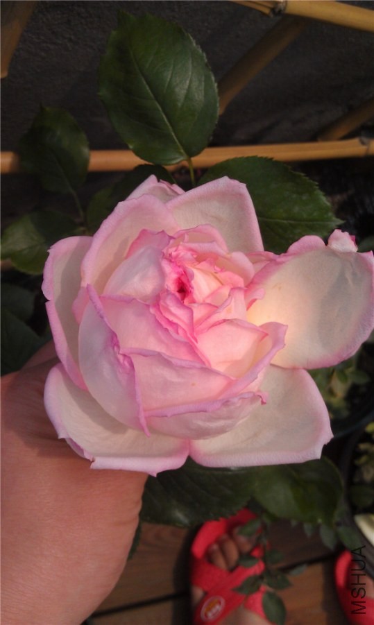 IMAG0203.jpg