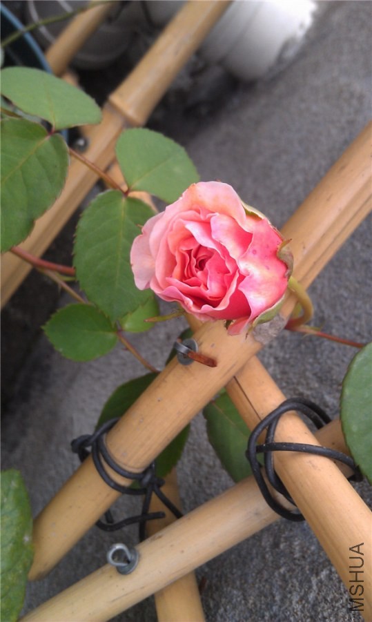 IMAG0170.jpg