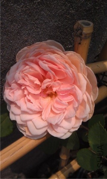 IMAG0197.jpg