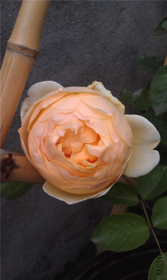 IMAG0169.jpg