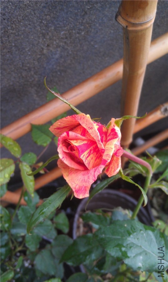 IMAG0230.jpg