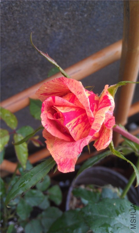 IMAG0231.jpg