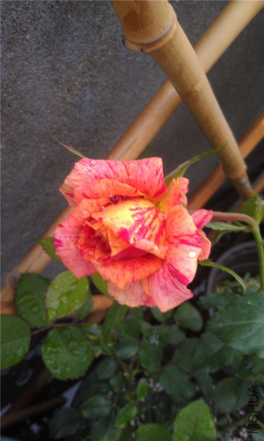 IMAG0245.jpg