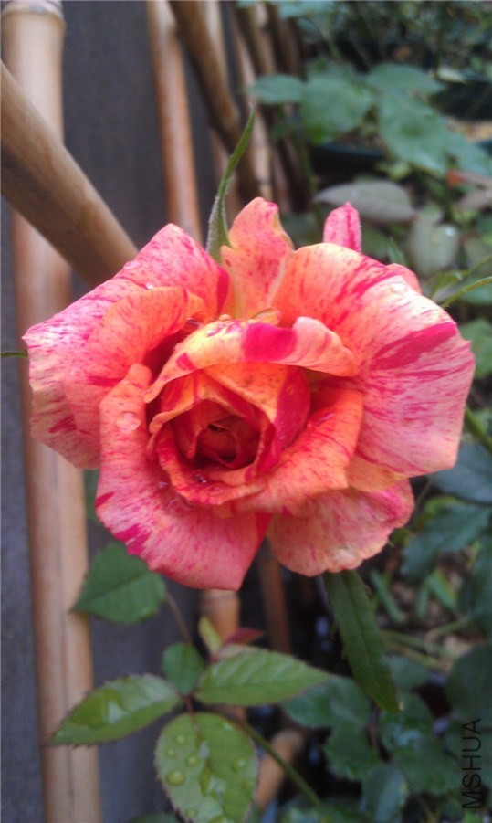 IMAG0246.jpg