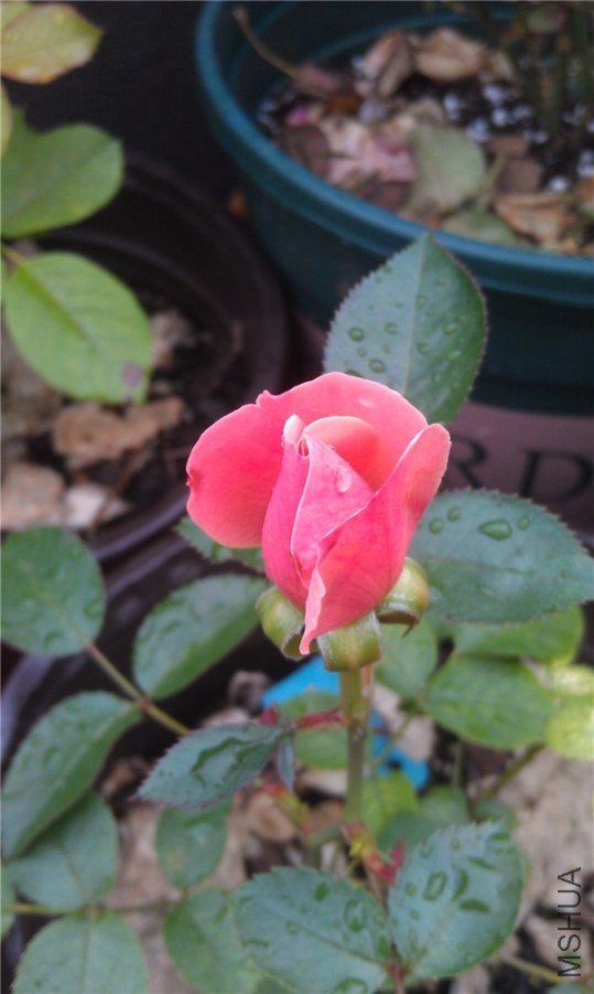 IMAG0233.jpg