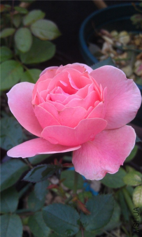 IMAG0237.jpg