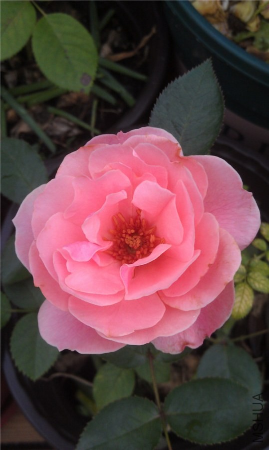 IMAG0248.jpg