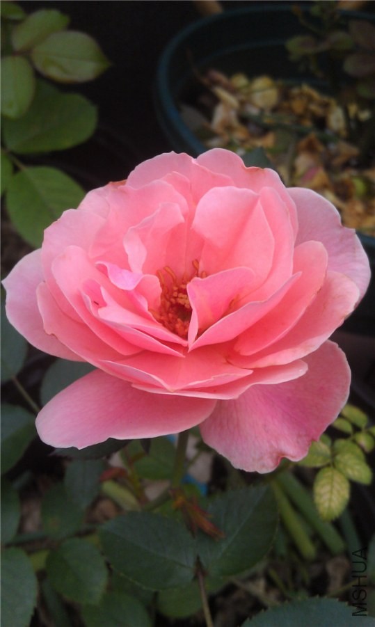 IMAG0249.jpg