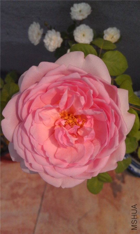 IMAG0194.jpg