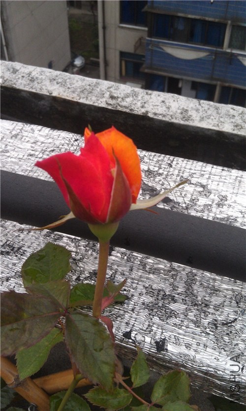 IMAG0240_����.jpg
