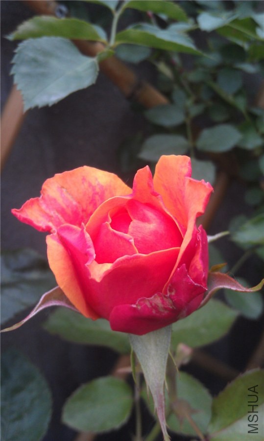 IMAG0257.jpg