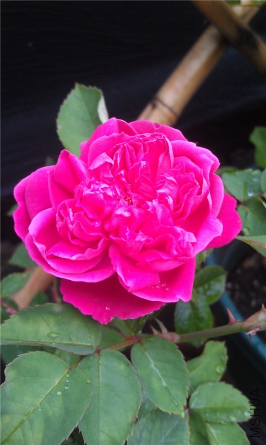 IMAG0227.jpg