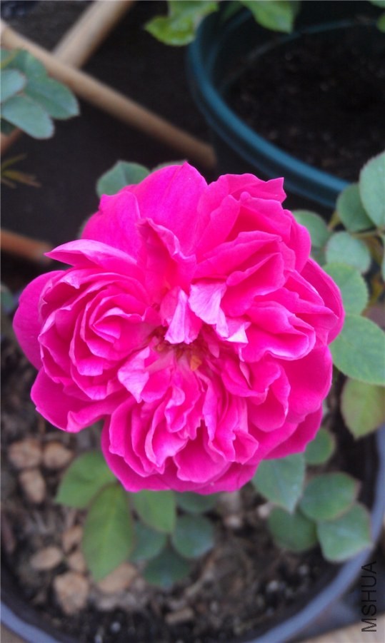 IMAG0175.jpg