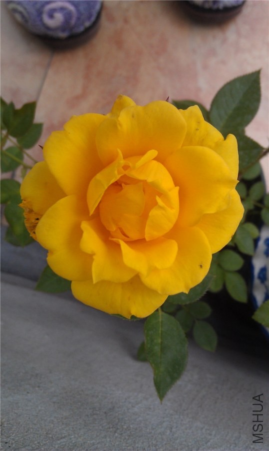 IMAG0171.jpg