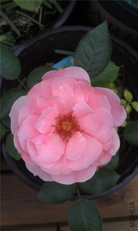 IMAG0254.jpg