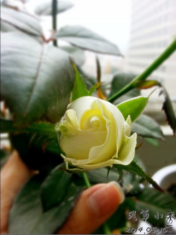 QQͼƬ20140515103002.jpg