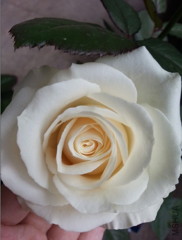 QQͼƬ20140515103449.jpg