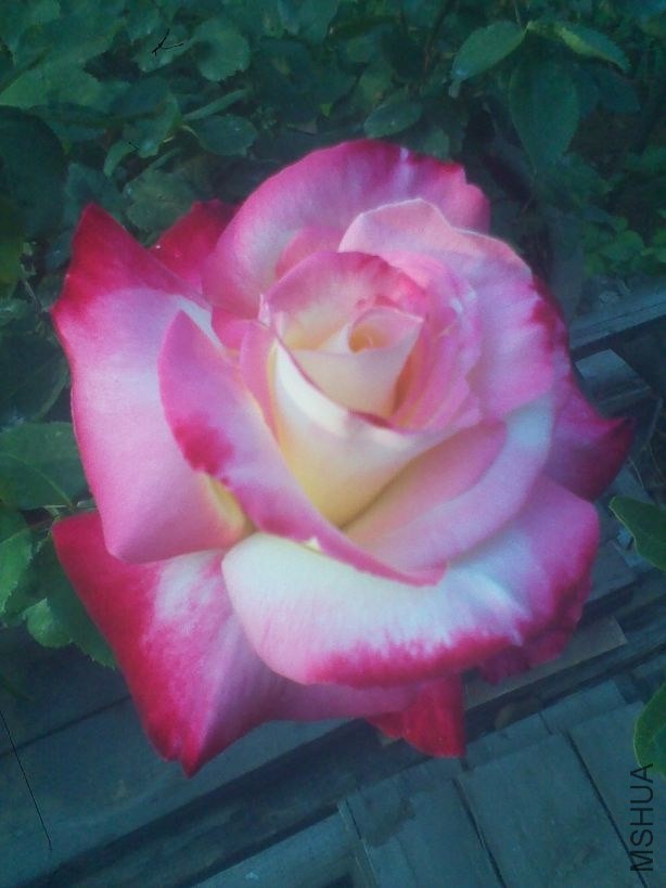 IMG_20130425_171413.jpg