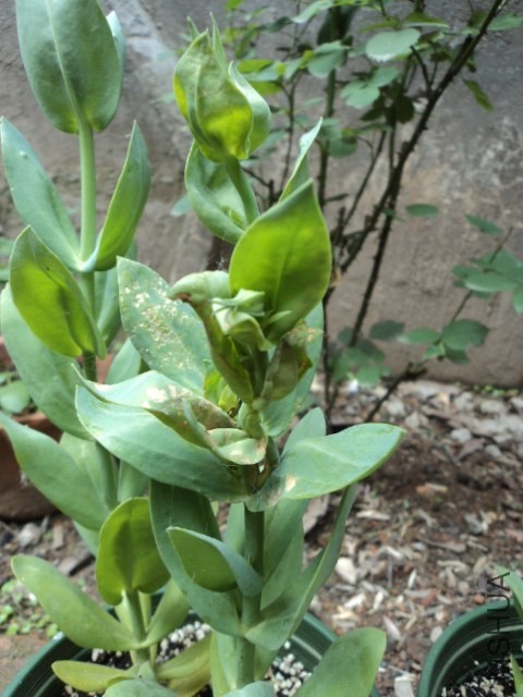 DSC01372.JPG