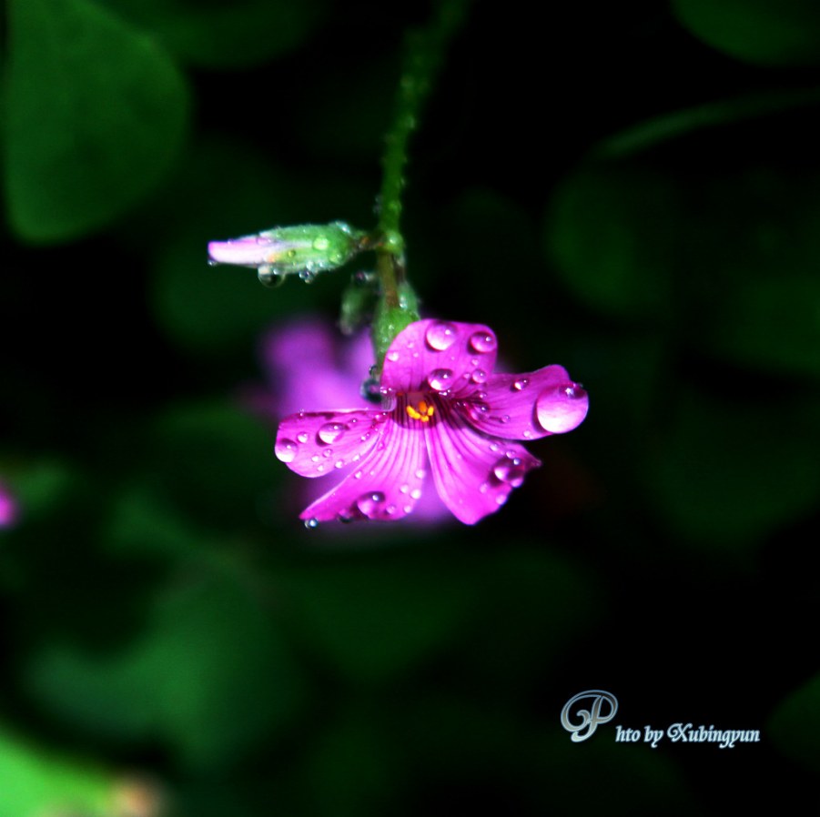 IMG_0140h.jpg