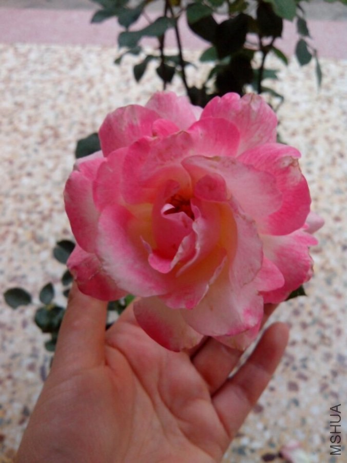 QQͼƬ20140515201844.jpg