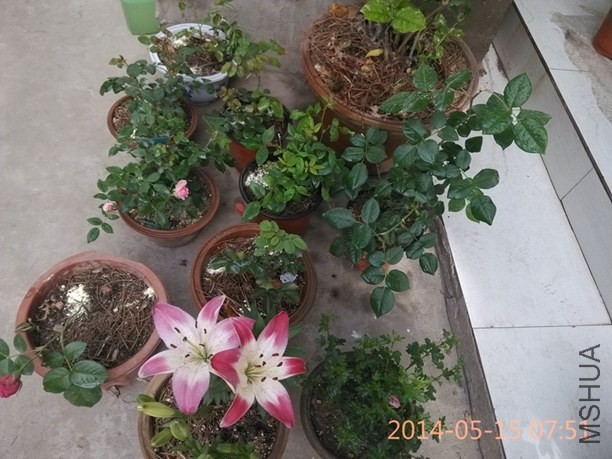 IMG_20140515_075112.jpg