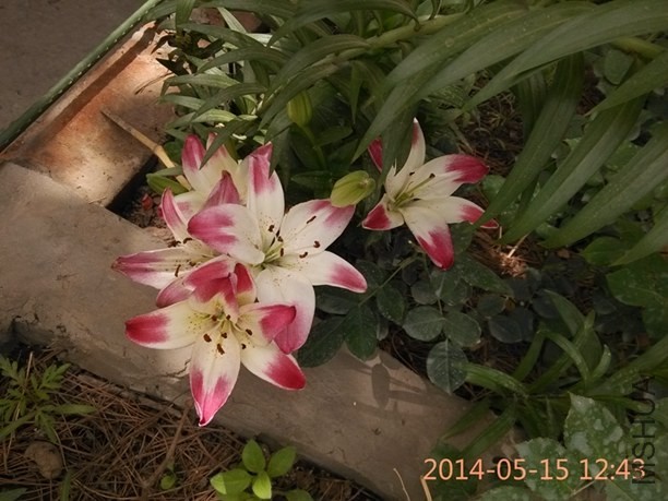 IMG_20140515_124329.jpg