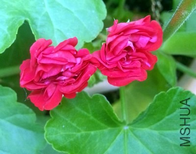 ���ÿ�������20140516A.jpg