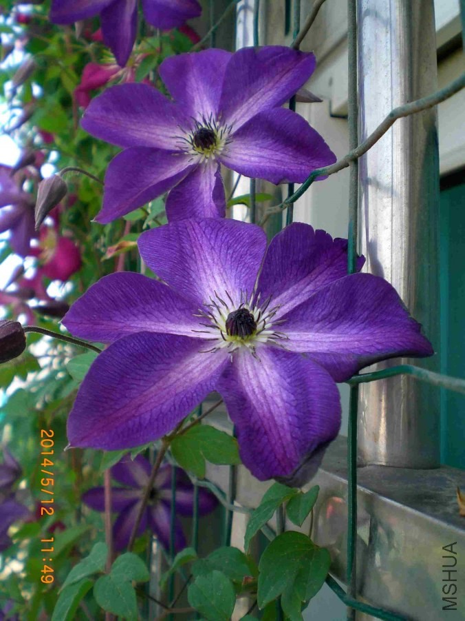 CIMG6595_dh_dh.jpg