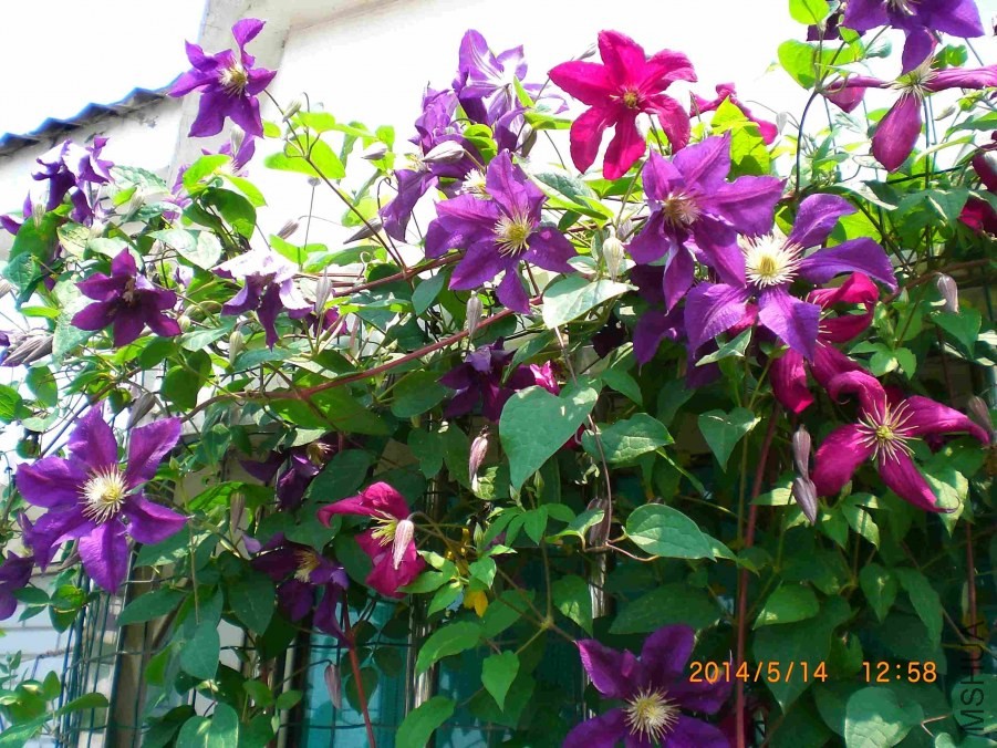 CIMG6615_dh.jpg