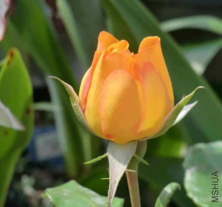 QQͼƬ20140505143414.jpg