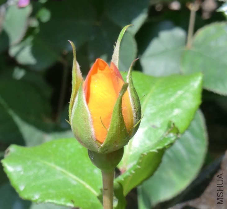 QQͼƬ20140502122419.jpg