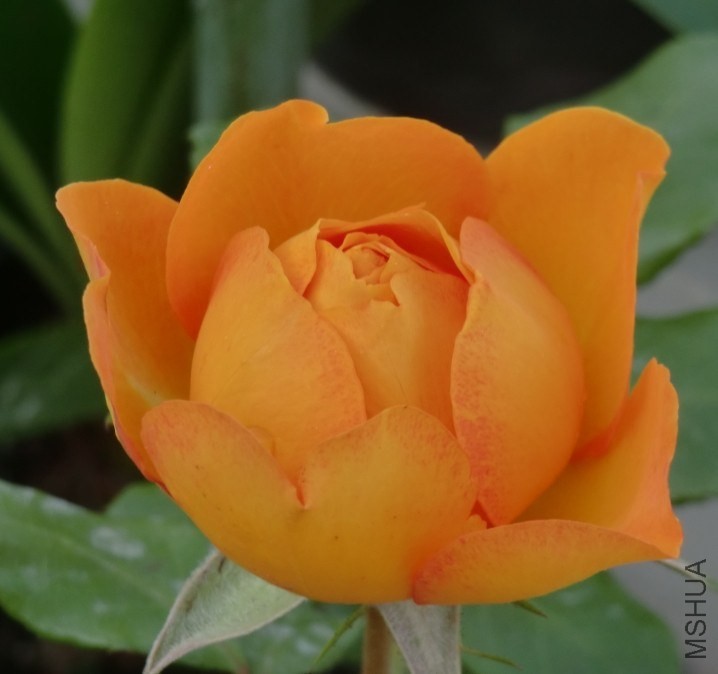 QQͼƬ20140508192524.jpg